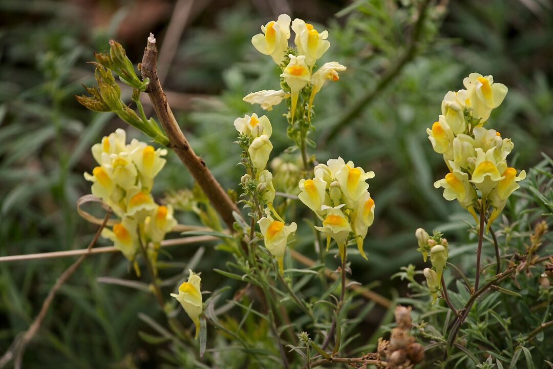 Toad flax plant to treat fungus.
