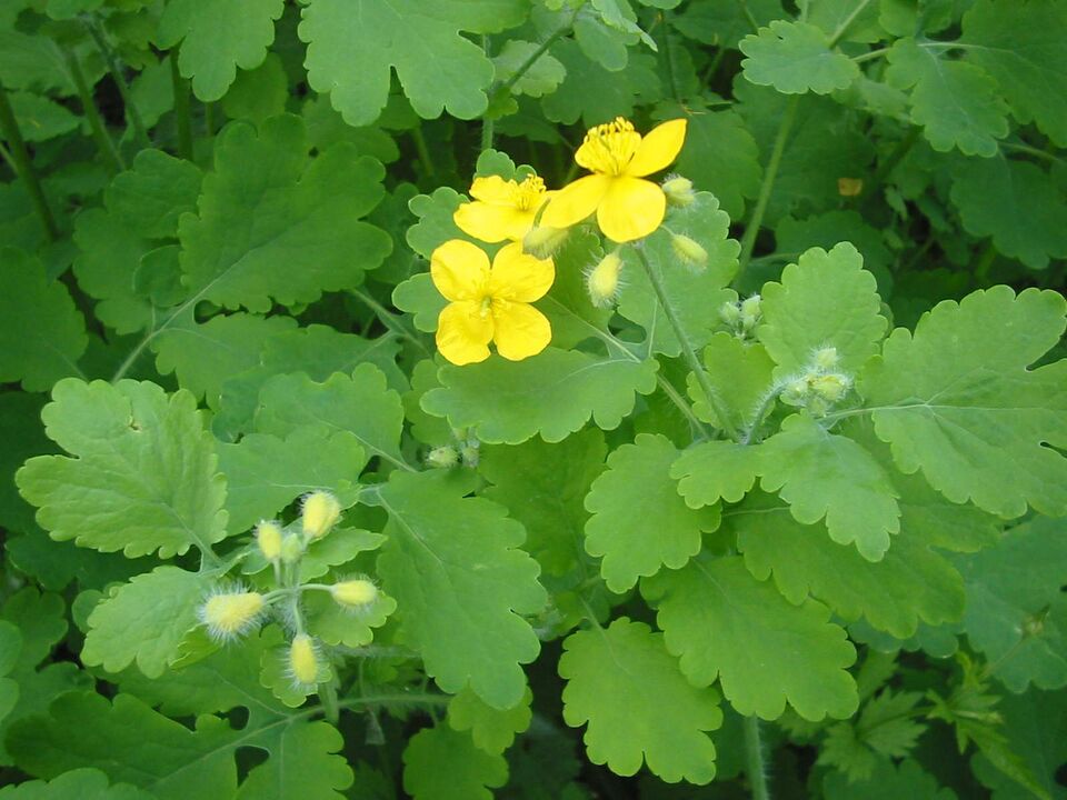 Growing celandine everywhere helps to quickly eliminate toenail fungus